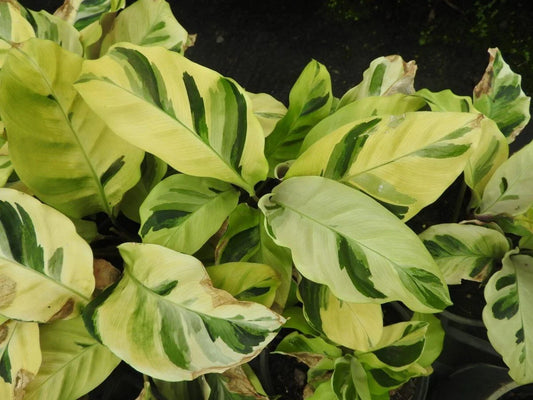 Thai Beauty Calathea Seeds - 25+ Pack for Garden Planting - Calathea 'Beauty Star' - USA
