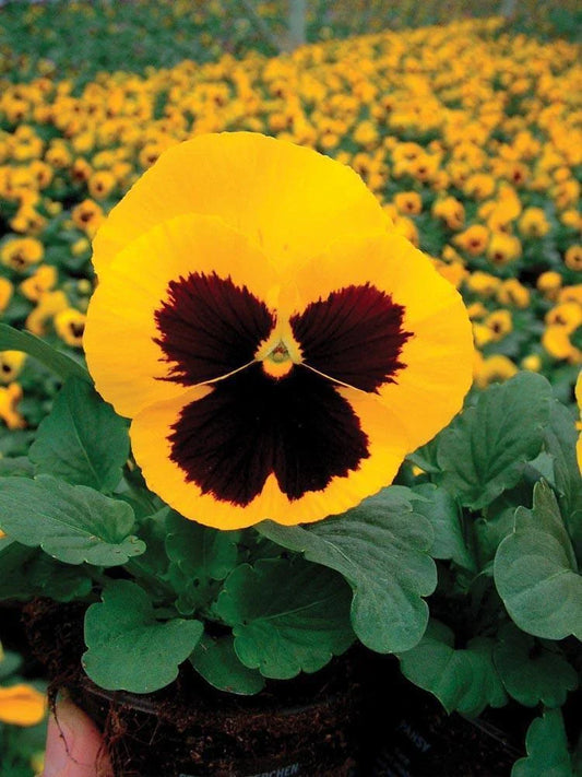 Pansy Seeds - 50 Count - Delta Premium Gold With Blotch - Violas wittrockiana