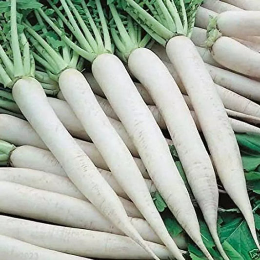 White Icicle Radish Seeds 200 Ct - Heirloom NON-GMO Vegetable Garden Seeds - Raphanus sativus 'White Icicle'