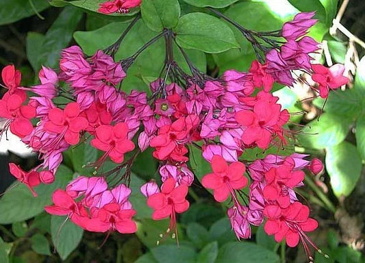Bleeding Heart Plant Starter - Java Red Variety - Clerodendrum Delectum - Red & Purple Foliage