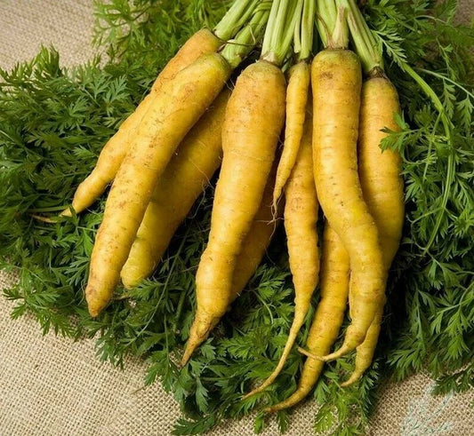 Solar Yellow Carrot Seeds 300+ Non-GMO Vegetable Garden Seeds - Daucus carota - USA Grown, Free Shipping
