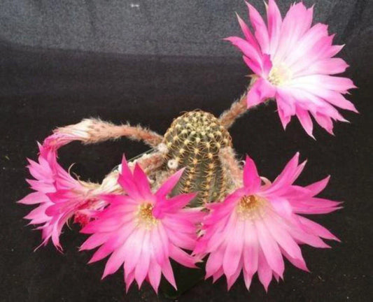 Lobivia winteriana Cactus Plant | Live Succulent | Colorful Flowering Cacti