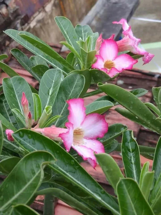 Desert Rose Succulent Plant 8-Inch Pot Adenium USA Seller