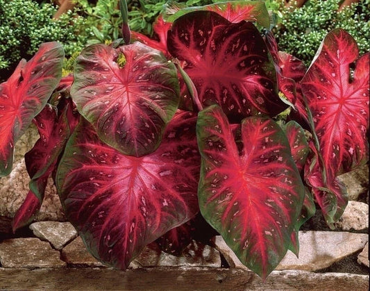 Caladium Bulbs - Red Flash Fancy Mix - Easy to Grow Colorful Perennial - Caladium hortulanum