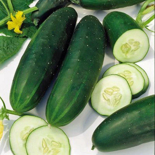 Straight Eight Cucumber Seeds - 60+ Non-GMO Heirloom Vegetable Garden Seeds - Cucumis sativus - USA Free Shipping