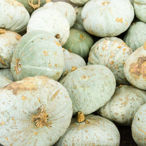 Sweet Meat Squash Seeds - 25+ Heirloom Seeds for Garden Planting - Cucurbita maxima - USA