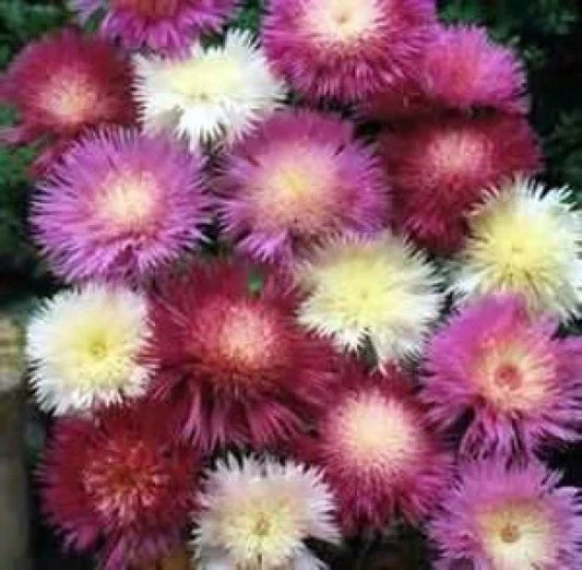 Sweet Sultan Seeds - 50 Fresh Seeds Mix - Amberboa moschata - Free Shipping