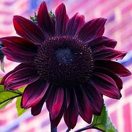 Purple Chocolate Cherry Sunflower Seeds - 25 Non-GMO Heirloom Seeds for Planting - Helianthus annuus