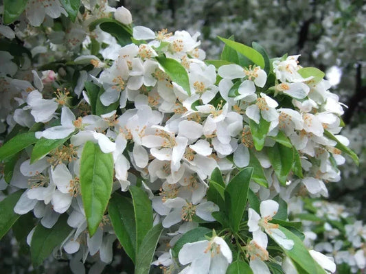 Cinderella Crabapple Seeds - 25+ Count for Garden Planting - Malus 'Cinderella' - USA Grown, Free Shipping