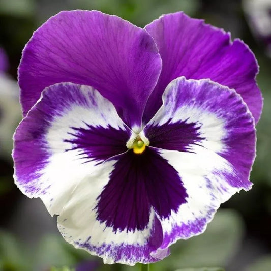 Pansy Seeds Pack - 50 Delta Premium Violet & White - Viola x wittrockiana