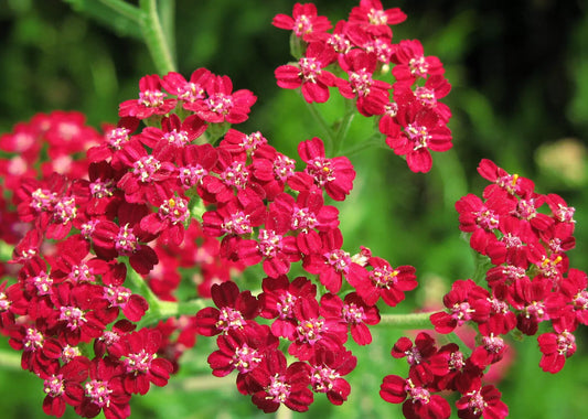 Yarrow Seeds - 700 Red Perennial Seeds for Drying - Achillea millefolium - Buy Any 15 Ships Free