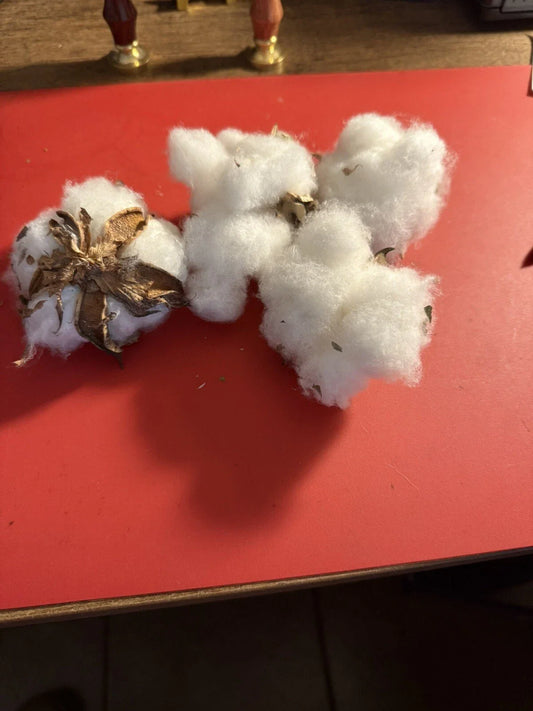 U.S. Cotton Bolls Seeds - 100+ Non-GMO Viable Seeds for Growing - Gossypium hirsutum Novelty Planting Bolls