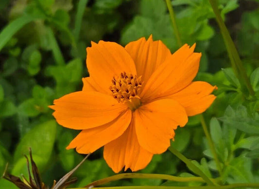 Cosmos Seeds | 25 Seeds | Yellow & Orange | Cosmos sulphureus | Florida Grown | Butterfly Attracting