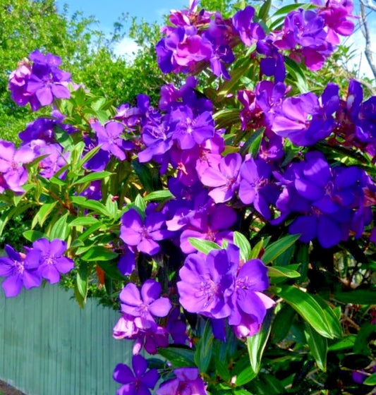 Tibouchina Athens Live Plant - 4-8" Tall - Fragrant Purple Shrub - No Pot - Tropical Flowering Plant