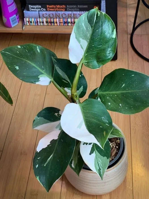 White Princess Variegated Philodendron Small Rooted Starter Plant - Philodendron 'White Princess' - Extremely Rare Houseplant