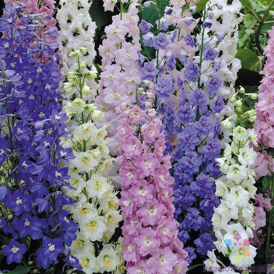 Butterfly Mix Delphinium Seeds - 200+ Pack - Garden Planting - Delphinium spp. - USA Made - Free Shipping