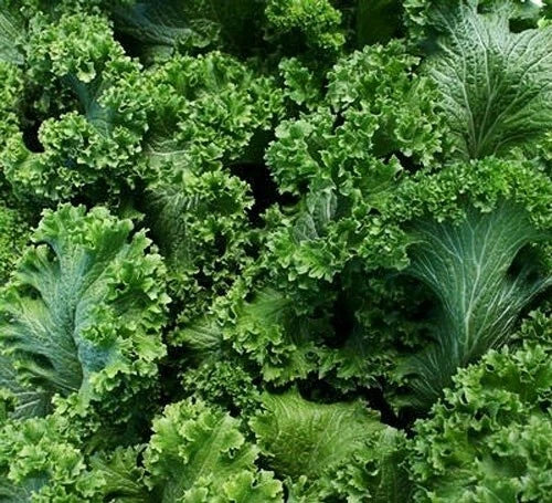 Southern Giant Curled Mustard Seeds 500+ Heirloom Non-GMO - Brassica juncea - USA Grown, Free Shipping