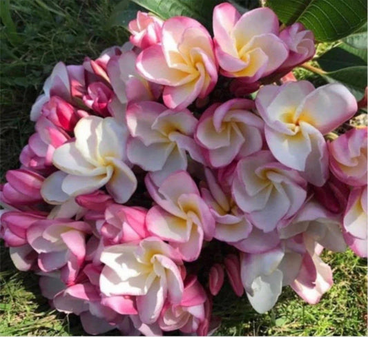 Rooted Plumeria Plant Cutting - Nakamoto's Bouquet - 15" with 2 Tips - Frangipani