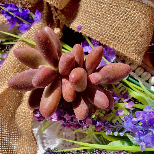 Rare Live Pachyphytum Captain Jessop Succulent - Bare Root Plant, Unique Wedding Favors, Drought-Tolerant Decor