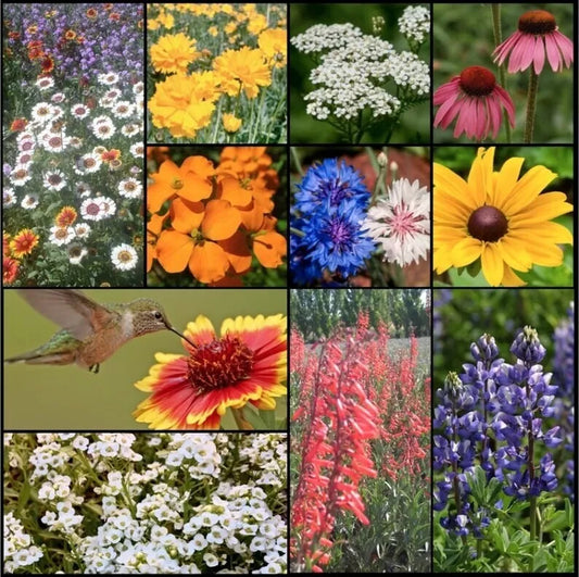 Wildflower Seed Mix - 500+ Hummingbird & Butterfly Seeds - Perennials, Annuals, Heirloom