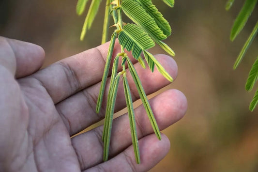 Sleeping Grass Seeds - 20 Seeds - Mimosa pudica - Sensitive Plant That Moves When Touched