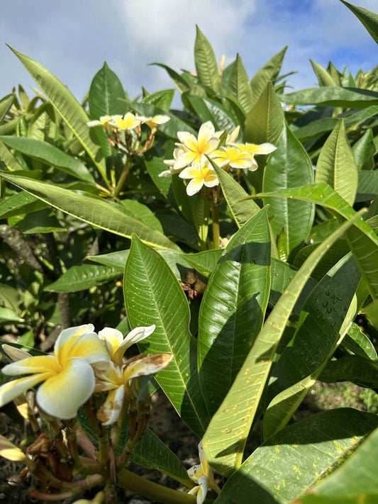 Yellow Plumeria Starter Cutting 10 inch Unrooted Single Head - Plumeria rubra - Pack of 25