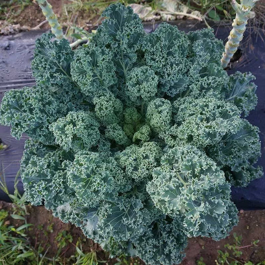 Dwarf Blue Curled Scotch Kale Seeds - 1,500 Non-GMO Heirloom Seeds - Brassica oleracea var. sabellica