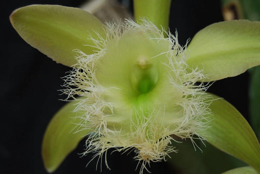 Live Orchid Plant Bare Root Division Rhyncholaelia Digbyana Lime Variety