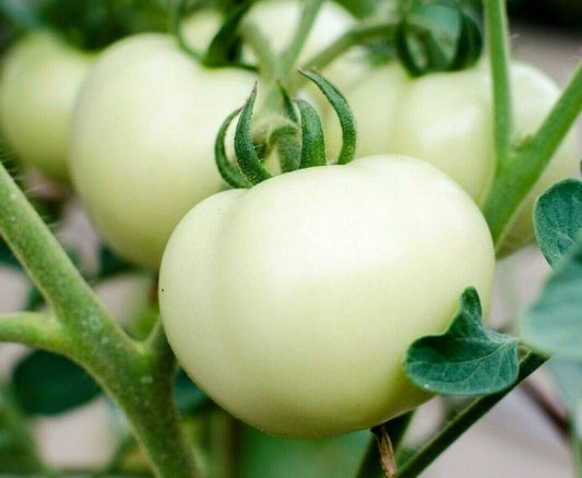 White Beefsteak Tomato Seeds - 100+ Count - Indeterminate Garden Vegetables - Solanum lycopersicum