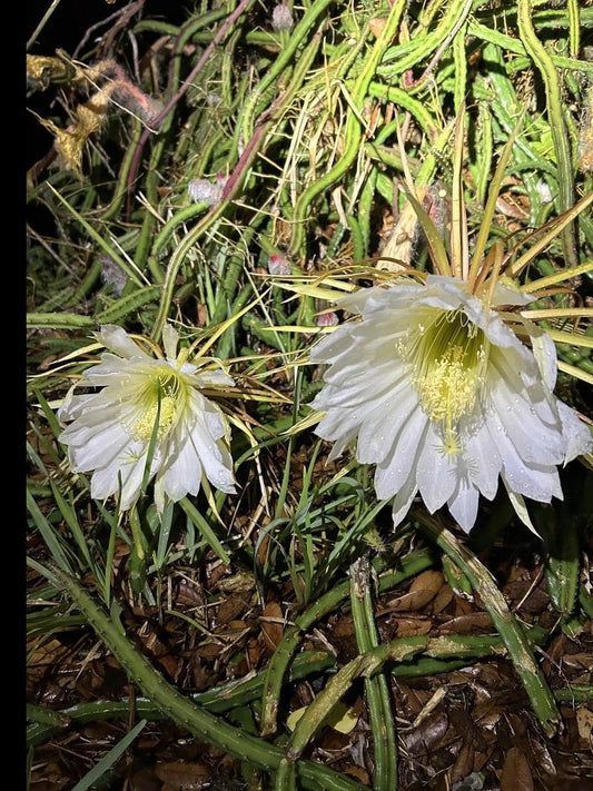 Queen of the Night Cactus Plant - Rooted Cereus Selenicereus Grandiflorus - Blooming Gift Plant