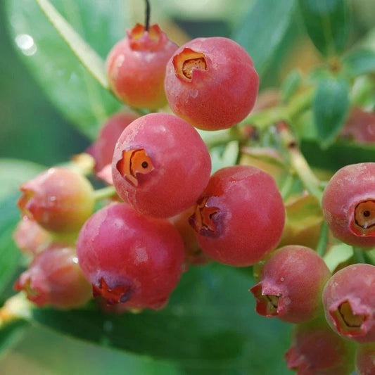 Pink Lemonade Blueberry Plant - Rooted - Self-Pollinating Variety - Vaccinium corymbosum - Zones 5-8