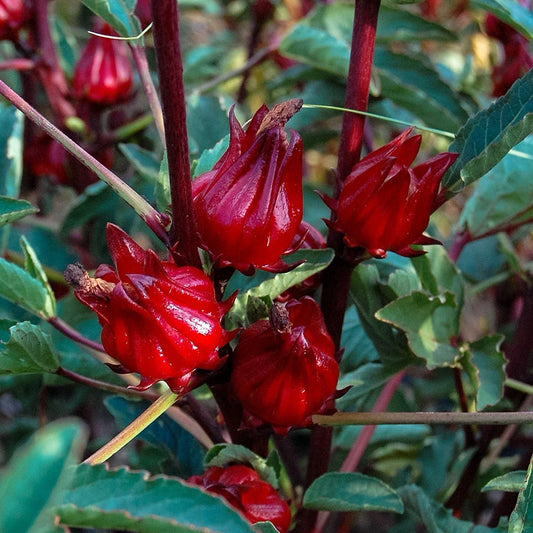 Hibiscus Plant - Roselle Red Sorrel - Jamaica Sorrel - Florida Cranberry - Hibiscus sabdariffa