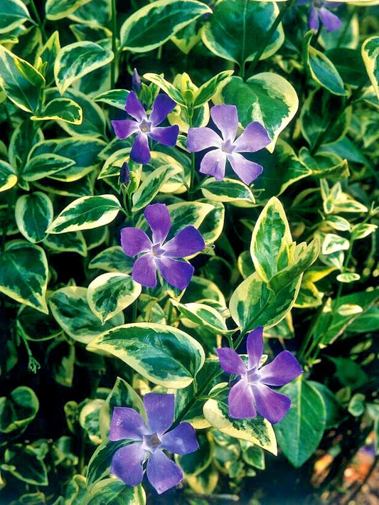 Vinca Major Variegated Big Leaf Variegata - 25 Plants in 3.5 inch Pots - Perennial Ground Cover