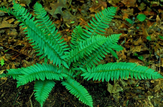 Christmas Ferns 2-Pack Shade Garden Plant Polystichum Arostichoid Whole Plant