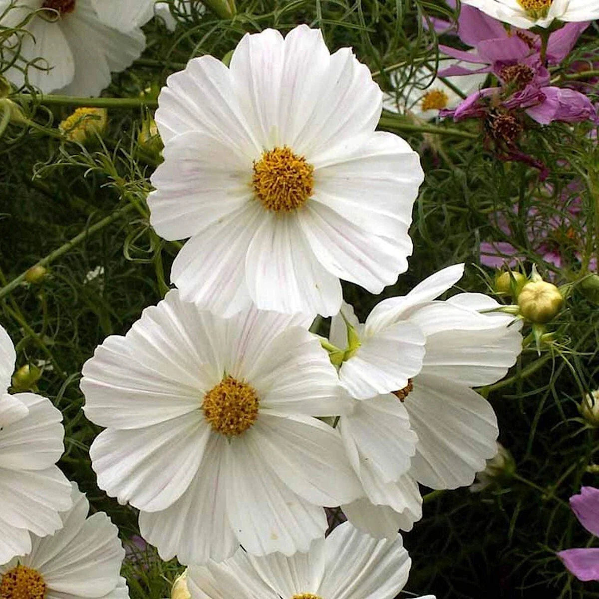 Cosmos Wildflower Seeds 1/4 lb - Purity Mix - Mylar Seed Packet - Everwilde Farms