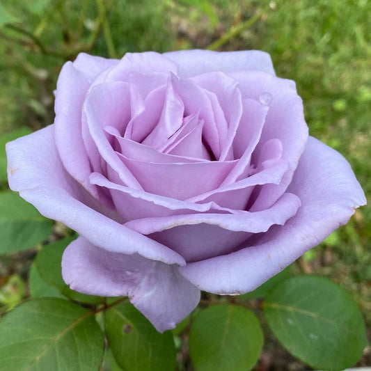 Live Blue Girl Rose Plant - Mauve Flowers - Rosa 'Blue Girl'