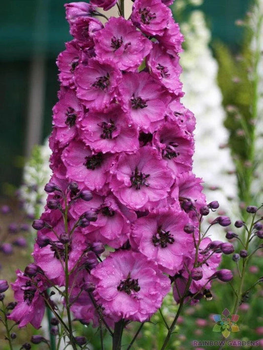 Pink Punch Delphinium 200 Seeds - for Garden Planting - Delphinium elatum - USA Grown, Free Shipping