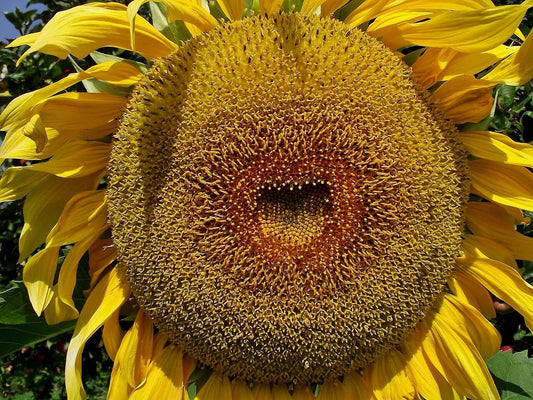 American Giant Hybrid Sunflower Seeds - 50 Count - Helianthus annuus - Perfect for Large Blooms