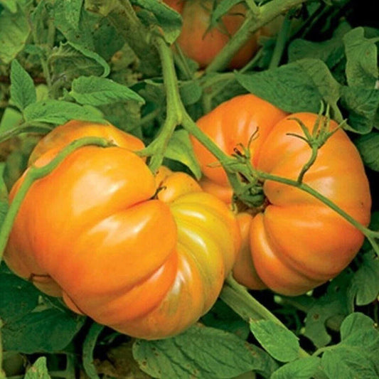 Kellogg's Breakfast Tomato Seeds 50 Ct Heirloom NON-GMO Vegetable Seeds Solanum lycopersicum