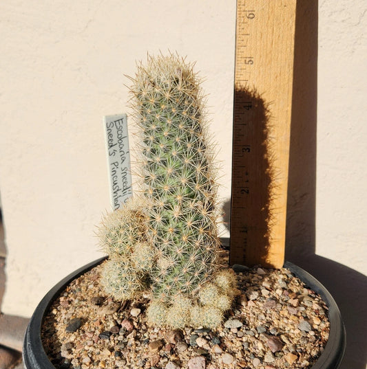 Sneed's Pincushion Cactus Live Plant - Escobaria sneedii var. sneedii - Succulent Cactus for Indoor or Outdoor Gardens
