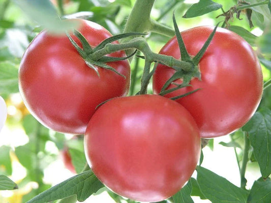 Rutgers Tomato Seeds, 30 Non-GMO Seeds, Jersey Variety, Solanum lycopersicum, Free Shipping