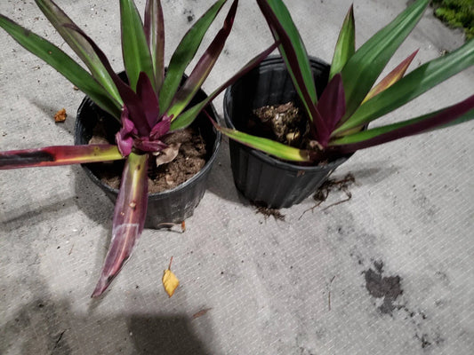 Multicolor Tradescantia Spathacea Plant - Moses in The Cradle - Dwarf Oyster Plant - Colorful Indoor Houseplant