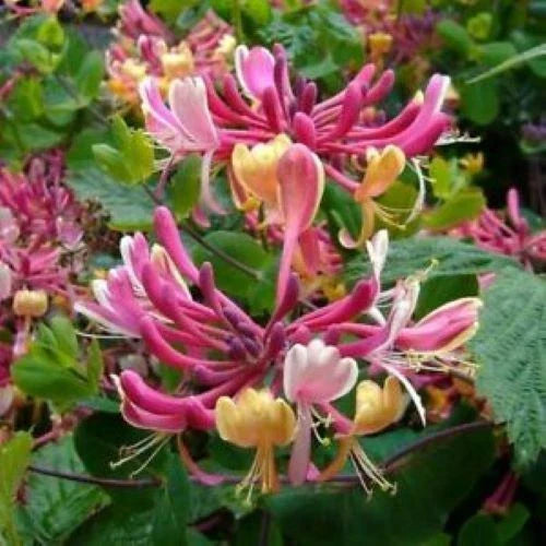 Honeysuckle Vine Plant - Rooted Starter - Candy Swirl Variety - Lonicera - Attracts Hummingbirds