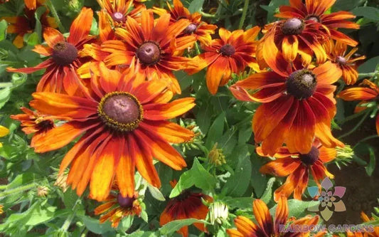Cappuccino Rudbeckia Seeds - 200+ Pack for Garden Planting - Black-eyed Susan - Rudbeckia triloba - USA