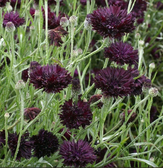 Cornflower Seeds - 400 Non-GMO Black Ball Purple Cut Flowers - Centaurea cyanus - USA Grown