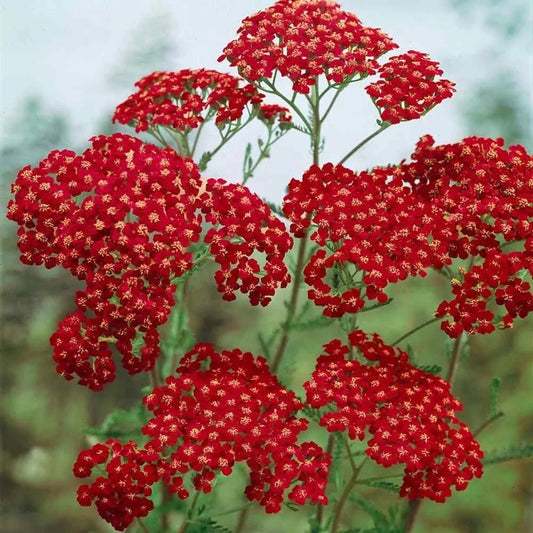 Yarrow Seeds 100 ct Cerise Queen Achillea millefolium Flower Seeds for Garden and Landscaping