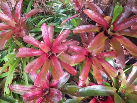 Neoregelia Bromeliad Fireball - Set of 3 Colorful Tropical Plants (Neoregelia 'Fireball')