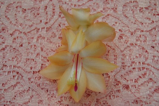 Christmas Cactus Starter Plant, Small Healthy Schlumbergera Truncata, Outono Brazil Variety, Well Rooted