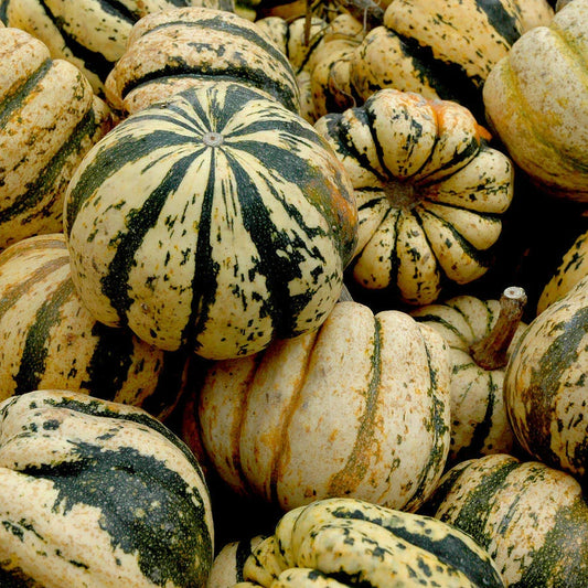 Sweet Dumpling Squash Seeds 25 Ct Non-GMO Winter Vegetable Garden Cucurbita pepo