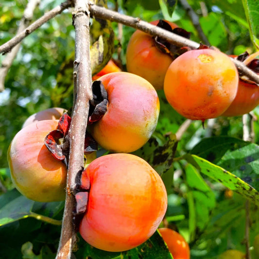 Persimmon Tree Seeds - Sugar Plum Variety - Diospyros Virginiana - Cold Hardy 4-9 - Fruit Plant Seeds for Home Gardening